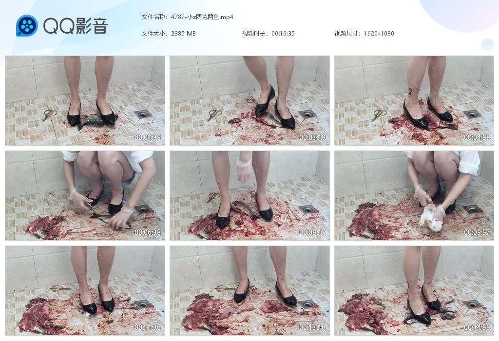 4787-小z两兔两鱼[